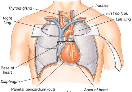 What Is Mandela Effect, and How Our Heart Position Shifted