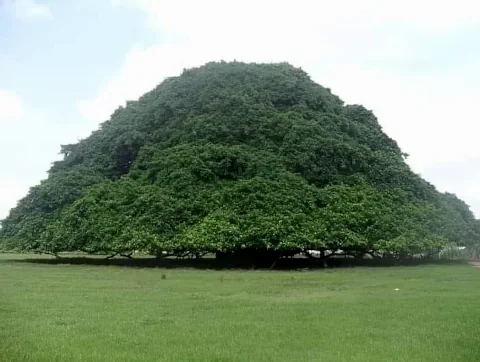 Ancient massive tree with sprawling roots, representing deep living wealth foundation, personal sovereignty, and lasting prosperity